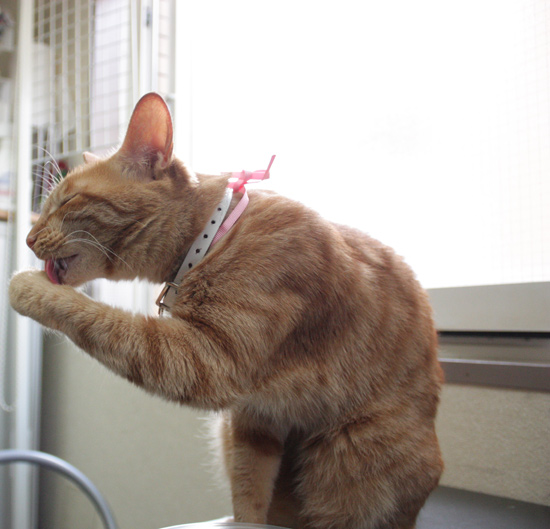 猫けづくろい