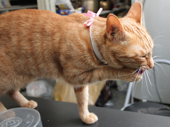 猫顔洗う