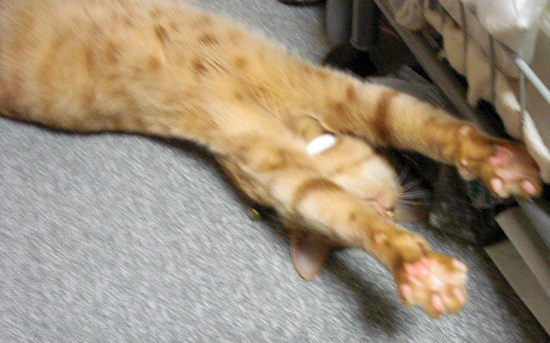 猫の開き01