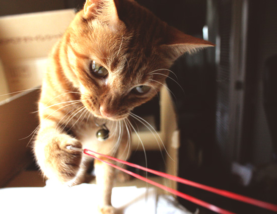 輪ゴム猫