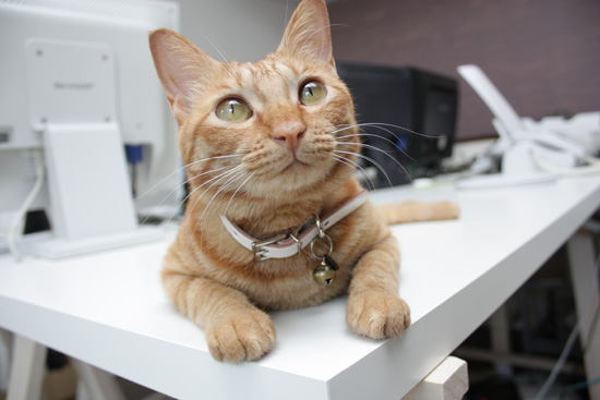 上向き猫
