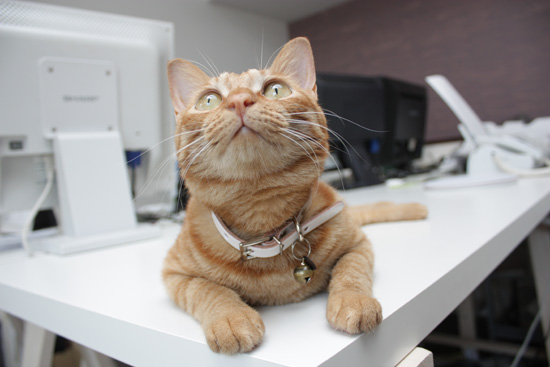 上目猫