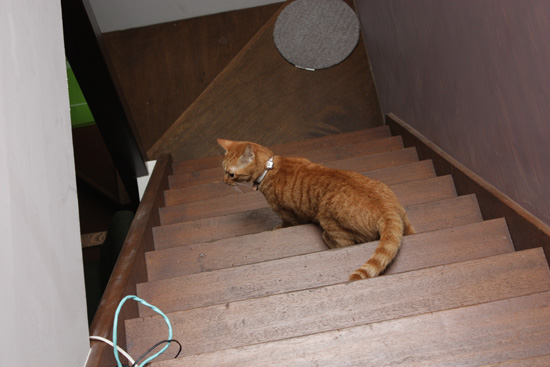 覗き猫