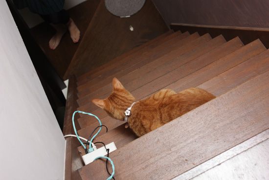 腰の低い猫