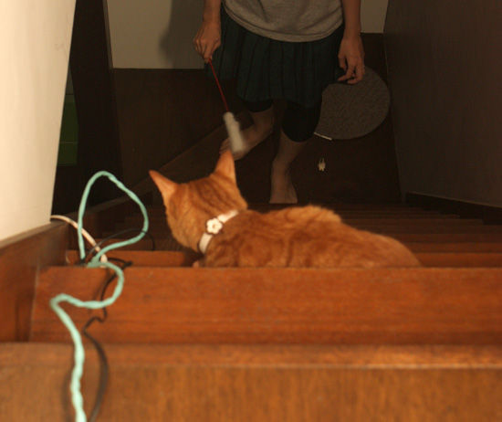 モフモフ猫