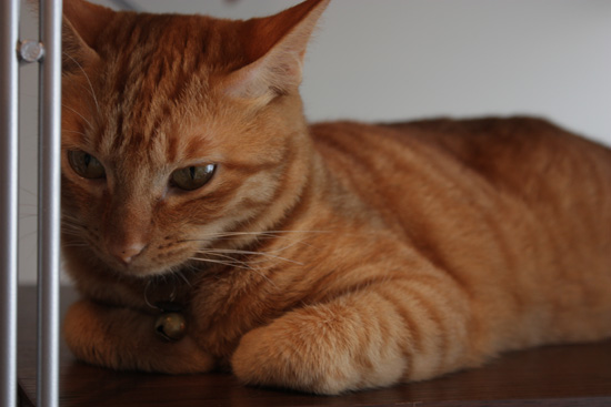 本棚猫
