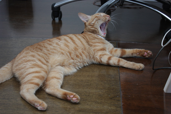 あくび猫