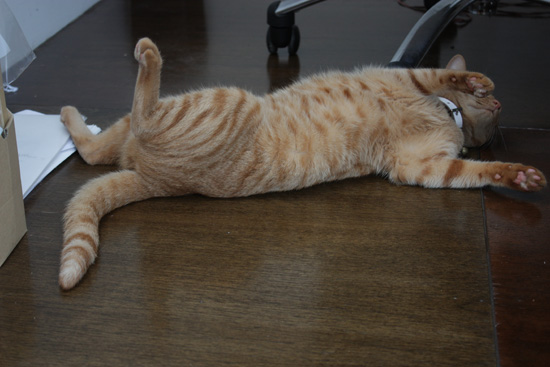 ごろん猫