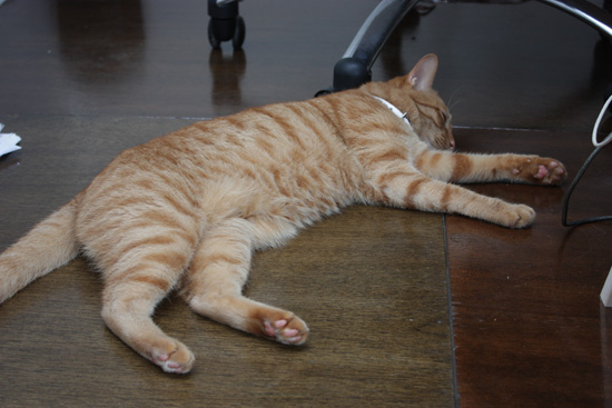 寝る猫