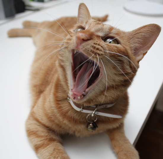 アクビねこ